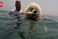 Gemas Anjing Pudel Lucu: Kisah Penjaga Pantai Unik di Spanyol