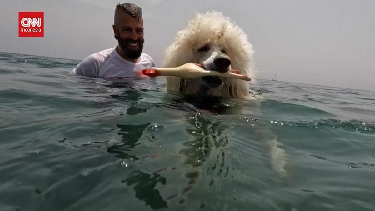 Gemas Anjing Pudel Lucu: Kisah Penjaga Pantai Unik di Spanyol